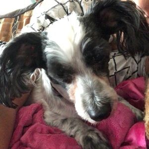 Meet your Posher, Renee